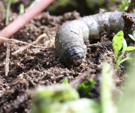 How To Tell If You Have Grubs In Lawn Gardening Slash