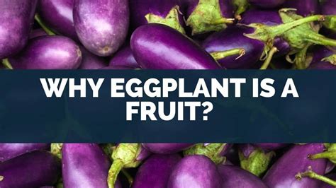 Why Eggplant Is A Fruit [aubergine Benefits Advice]