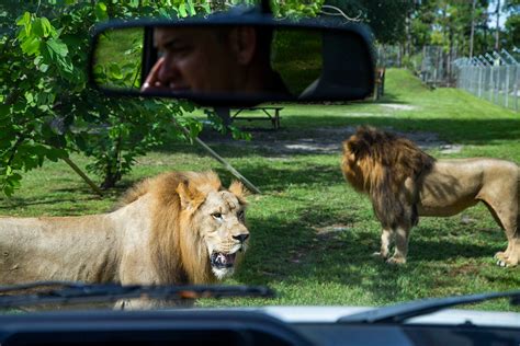 Best Safari Parks In Us Floridas Lion Country Safari Makes The List