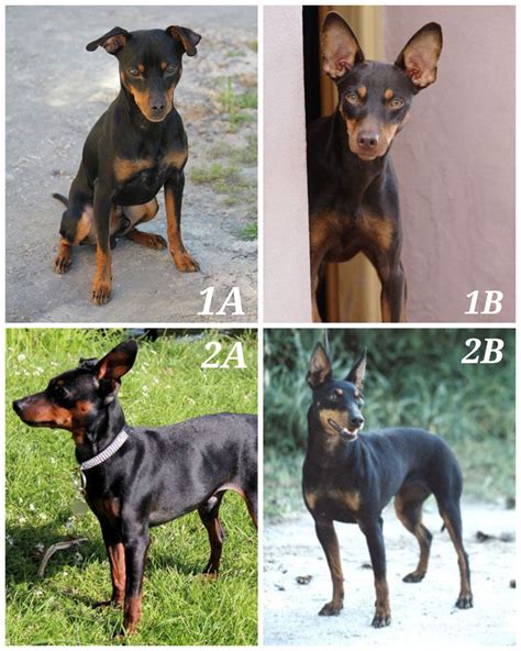 Manchester Terrier Vs Miniature Pinscher Similarities And