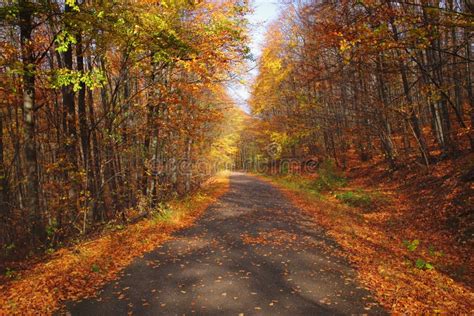 Beautiful Warm Color Autumn Landscape In A Forest With A Road Stock