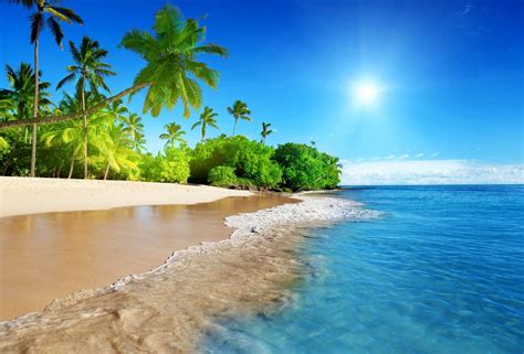 蔚蓝的大海阳光棕榈树沙滩海岸海洋天空5k风景高清壁纸 千叶网