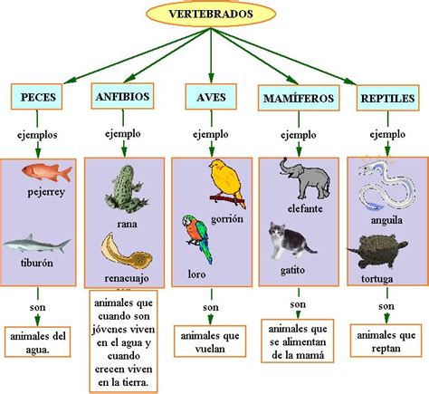Cuadros Sinópticos Sobre Animales Vertebrados E Invertebrados Cuadro