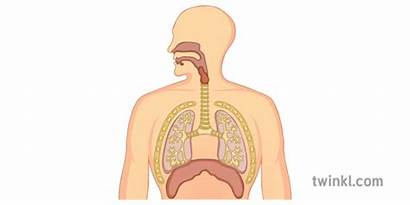 Respiratory System Human Trachea Worksheets Displays Twinkl
