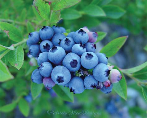 Discover images and videos about blueberry from all over the world on we heart it. patternpatisserie: The various colours of Wild Maine ...