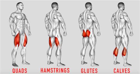 Lower Body Leg Workout Exercises And Routines For The Gym Leg Workout