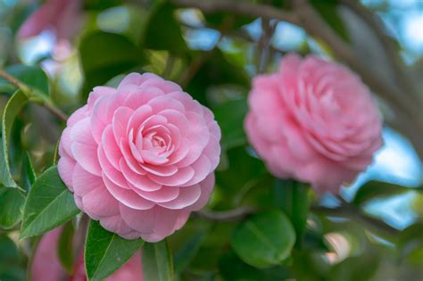 Beautiful Camellias Caring And Growing Tips
