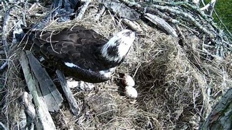 Bassenthwaite Osprey Chick Trio Hatch Bbc News
