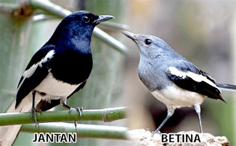 Cara membedakan lovebird jantan dan betina menggunakan pendulum ini sebenarnya sederhana. Cara Membedakan Kacer Jantan dan Betina 99% AKURAT