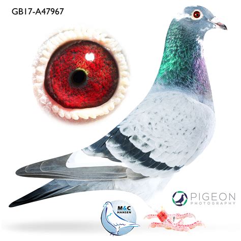 .Lot 2 Toppigeon Unpaid Pigeon Auction/Steven Fouche GB17A47967 BBPD C