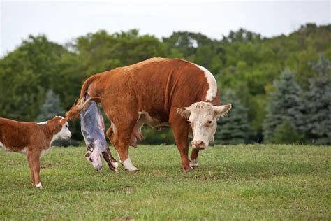 what happens to cows and calves afterbirth