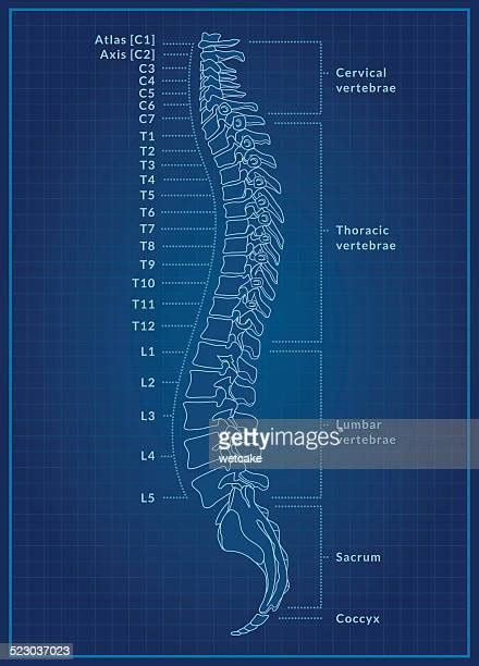 Human Body Blueprint Photos And Premium High Res Pictures Getty Images