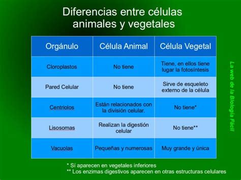 Cuadro Comparativo Diferencias De Celula Animal Y Vegetal Kulturaupice