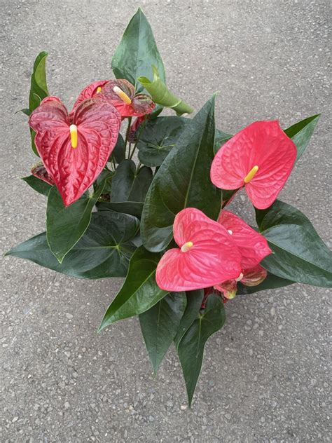 Red Anthurium Laceleaf 6″ Pot Tropicalshouseplants Cochrane