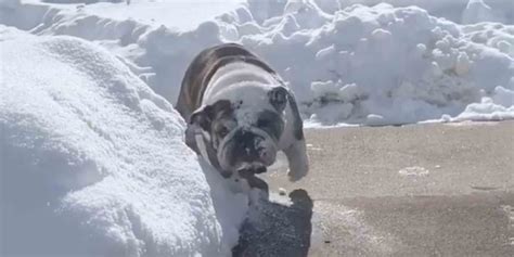 Funny Video Of English Bulldog Clearing Snow Popsugar Uk Pets