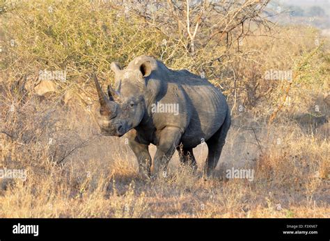 Africa Big Five White Rhinoceros Stock Photo Alamy