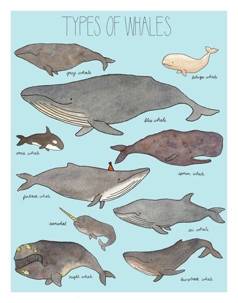 Types Of Whales Revex