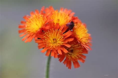 Orange Hawkweed British Wild Flowers Wild Flowers Planters