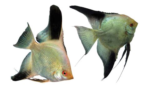 Amazonas Excerpt The Next Big Angelfish Gene Amazonas Magazine