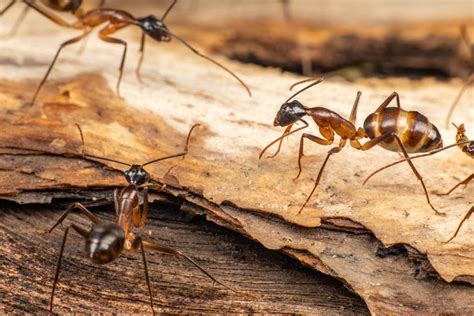 Keep An Eye Out For These 7 Types Of Ants In Minnesota