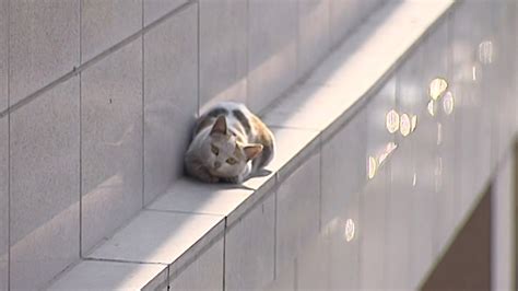 Watch Cat Makes Dramatic Jump From Second Floor Lands On Feet Youtube