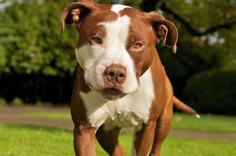 27 Dog Pit Bull Terrier Pic Bleumoonproductions