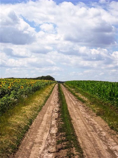 Summer Field Dirt Road Stock Image Image Of Sunny Field 148351339