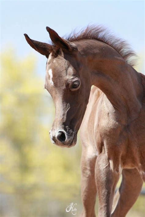 Khalif Swf Arabian Horses Of Stonewall Farm White Arabian Horse