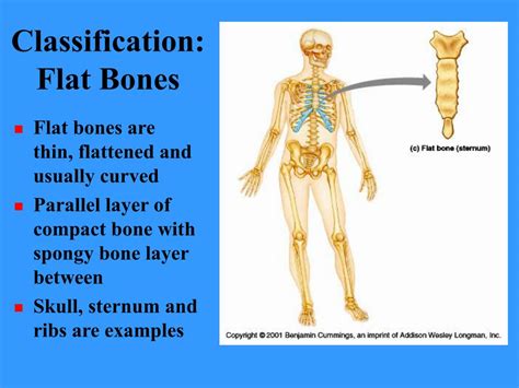 Ppt Bones And Bone Tissues Powerpoint Presentation Free Download