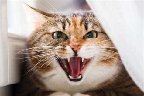 Angry Cat Growling Or Hissing Ears Back Cat Tales