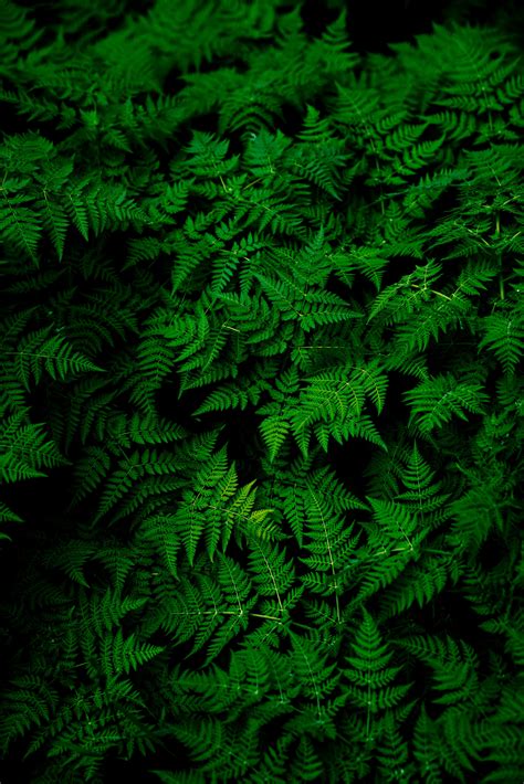 Wallpaper Nature Plants Ferns Macro Green Leaves 3000x4498