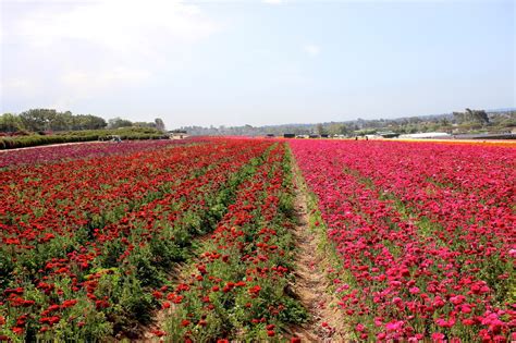 A Visit To The Flower Fields And The Carlsbad Premium