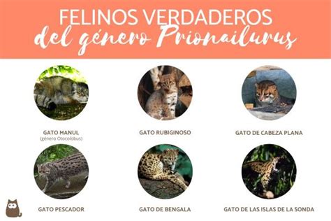 Tipos De Felinos Características Y Ejemplos Con Fotos