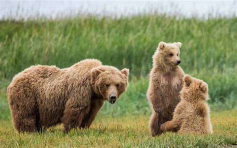 Grizzly Bear Season In Alaska