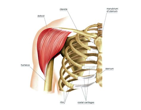 The biceps tendon begins at the top of the shoulder socket (the glenoid) and then passes across the front of the shoulder to connect to the biceps muscle. Shoulder Muscles Photograph by Asklepios Medical Atlas
