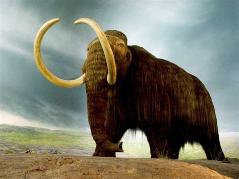 10 Extinct Animals That We All Wanted To Be In The World