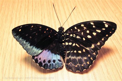 Rare Butterfly Is Half Male Half Female Live Science