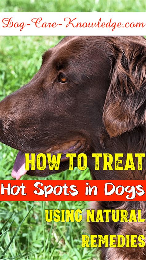How To Treat A Hotspot On My Dog At Home