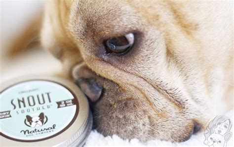 4 Things You Should Do For Your Dogs Dry Nose Natural Dog Company