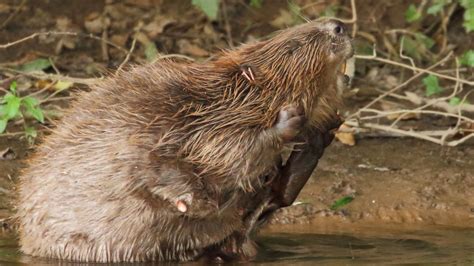 Englands First Wild Beavers In 400 Years Allowed To Stay In River Uk