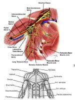 So there are the muscles of the anterior triangle, and the muscles of the posterior triangle. Chest Wall Anatomy