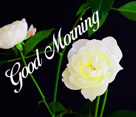 good morning white rose | Good morning images, Morning images, Good morning flowers