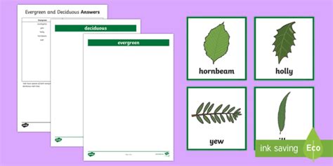 Deciduous And Evergreen Trees Ks1 Activity Easy Download
