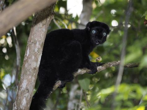 Lemurs Of Sahamalaza Lemur Conservation Association Aeecl