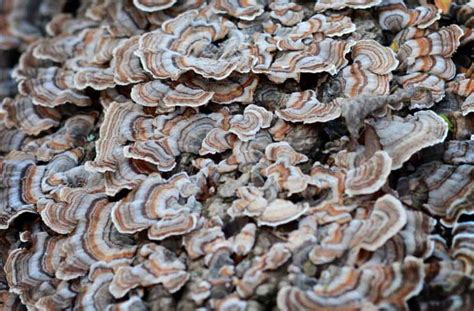 7 Common Mushrooms In Iowa Star Mushroom Farms