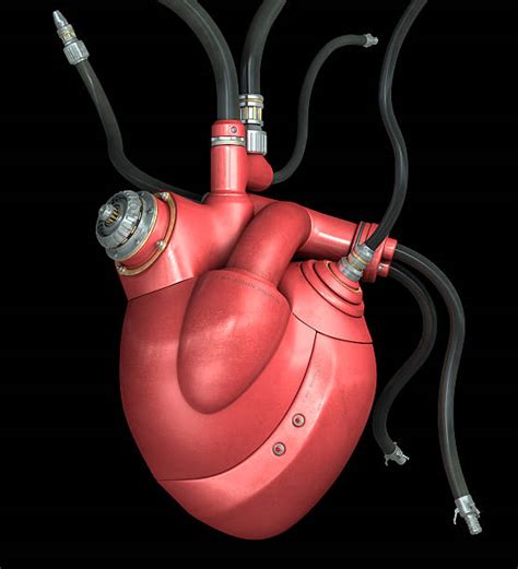 7900 Anatomical Heart Valves Stock Photos Pictures And Royalty Free