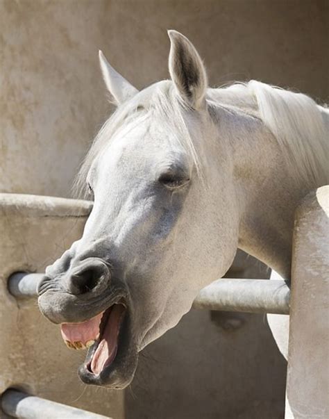 Arabian Yawning Horse Photos Horse Pictures Animal Pictures Most