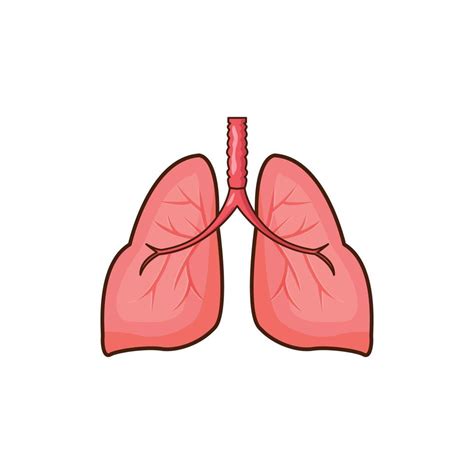 Ilustración De Vector De órgano De Pulmones Humanos Diseño Aislado De