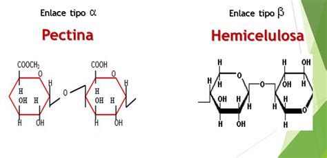 Macromoléculas Carbohidratos Edith Ledezma Medium