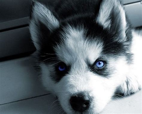 All blue eyes, cute personalities, sweet and smart!! 40 Cute Siberian Husky Puppies Pictures - Tail and Fur